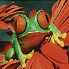 play Red Flower And Frog Slide Puzzle