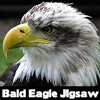 Bald Eagle Jigsaw