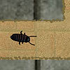 play Cockroach