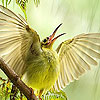 play Green Bird In The Woods Puzzle