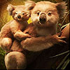 play Cute Koala Family Slide Puzzle