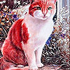 play Calm Red Cat Slide Puzzle