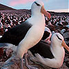 play Albatros Herd Slide Puzzle