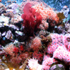 Jigsaw: Coral Reef