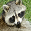 play Jigsaw: Raccoon