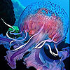 play Blue Jellyfish Slide Puzzle