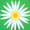 play Daisy Petals