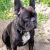 play Jigsaw: French Bulldog