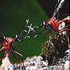 play Fighter Dragonflies Slide Puzzle
