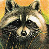 play Dizzy Raccoon Slide Puzzle