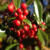 play Jigsaw: Morning Holly