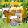 play Cute Rabbit Memory