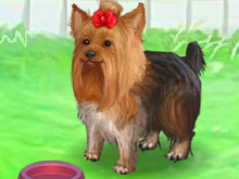 play Cute Yorkie