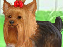 play Cute Yorkie