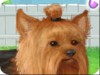 play Cute Yorkie