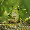 play Hungry Green Frog Slide Puzzle