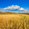 play Jigsaw: Golden Wheat Field