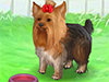 play Cute Yorkie