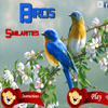 play Birds Similarities