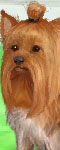 play Cute Yorkie
