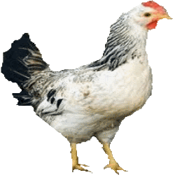 Epic Blender Chicken