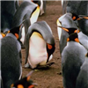 play Penguin Jigsaw