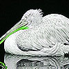 play Green Billed Pelican Puzzle