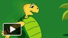 play Cute Tortoise Animal