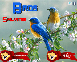 play Birds Similarities