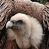 play Giant Vulture Puzzle