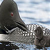 play Black Head Ducks Puzzle