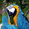 play Jigsaw: Kissing Parrots