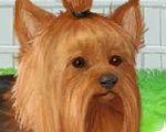play Cute Yorkie