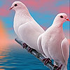 play Lovely White Doves Slide Puzzle