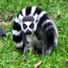 play Jigsaw: Ring Tailed Lemur