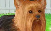 play Cute Yorkie