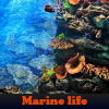 play Marine Life. Find Objects