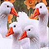 White Confused Ducks Slide Puzzle