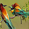 play Two Amazing Bird Slide Puzzle