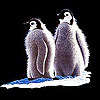 play Penguins On The Ice Slide Puzzle