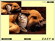 play Cute Cat And Dog