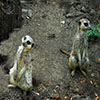 play Jigsaw: Two Meerkats