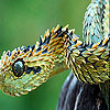 play Hunter Snake Slide Puzzle