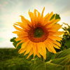 play Jigsaw: Sunflower 2