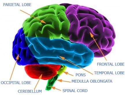 play Thinkahead Brain Trainer