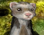 play Furry Ferret
