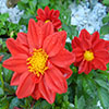 play Jiogsaw: Red Dahlia