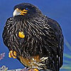 play Harsh Black Bird Puzzle