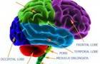play Thinkahead Brain Trainer