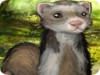 play Furry Ferret